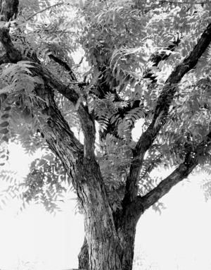 臭椿是什么树嫩芽能吃吗,臭椿树嫩芽能食用吗