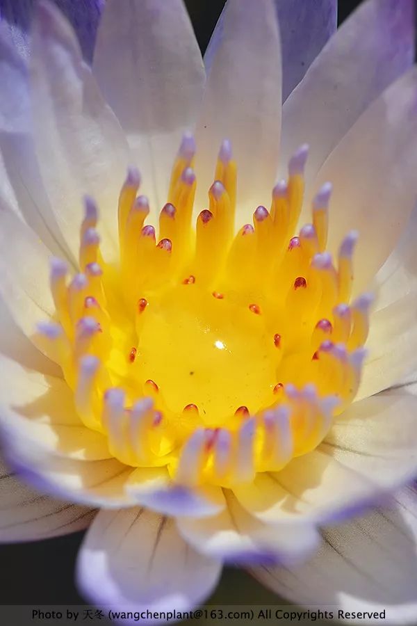 微型睡莲的品种及图片介绍,冬季适合种植的睡莲