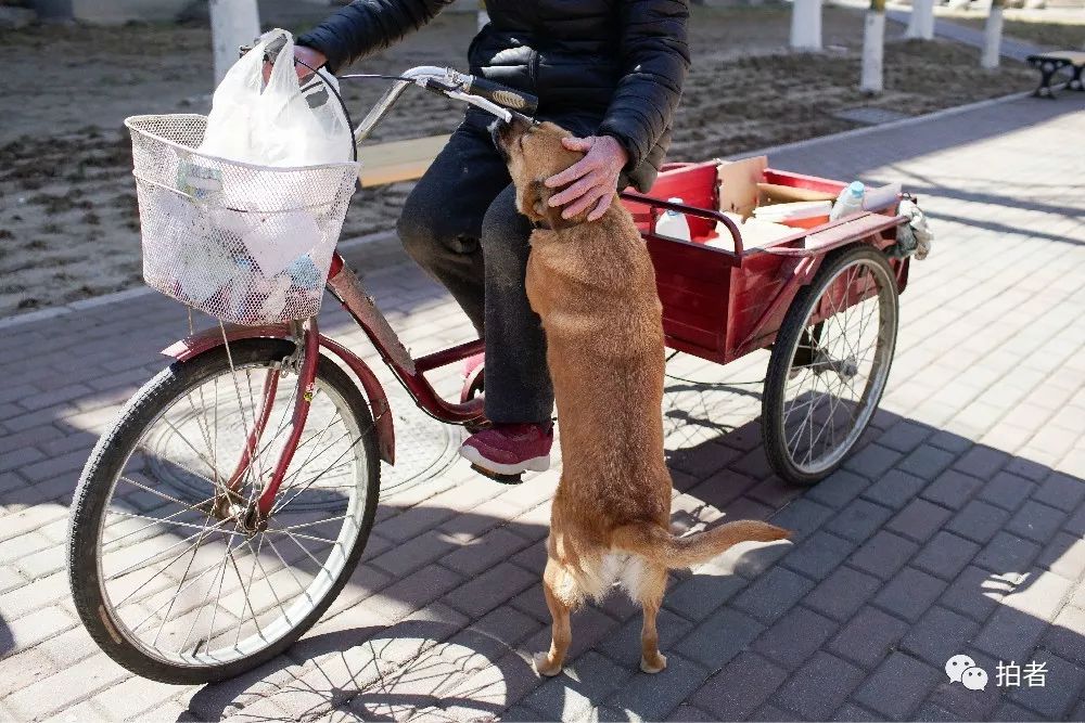 养40只流浪猫建新家,家里有18只流浪猫