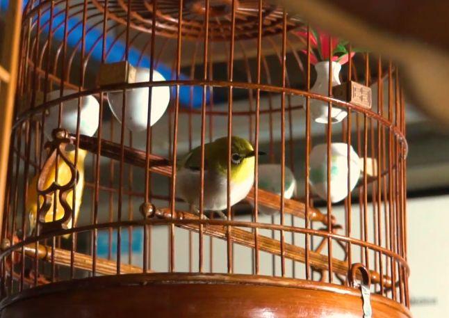 广州记忆鸟笼,一代人的广州记忆