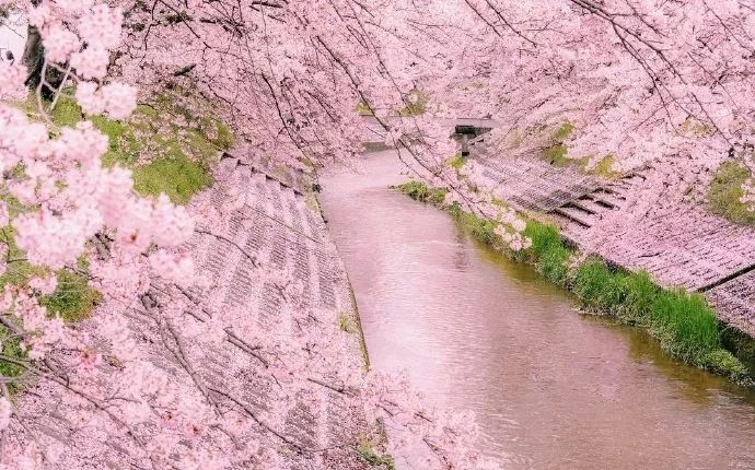 日本有关樱花的照片,日本最美樱花图