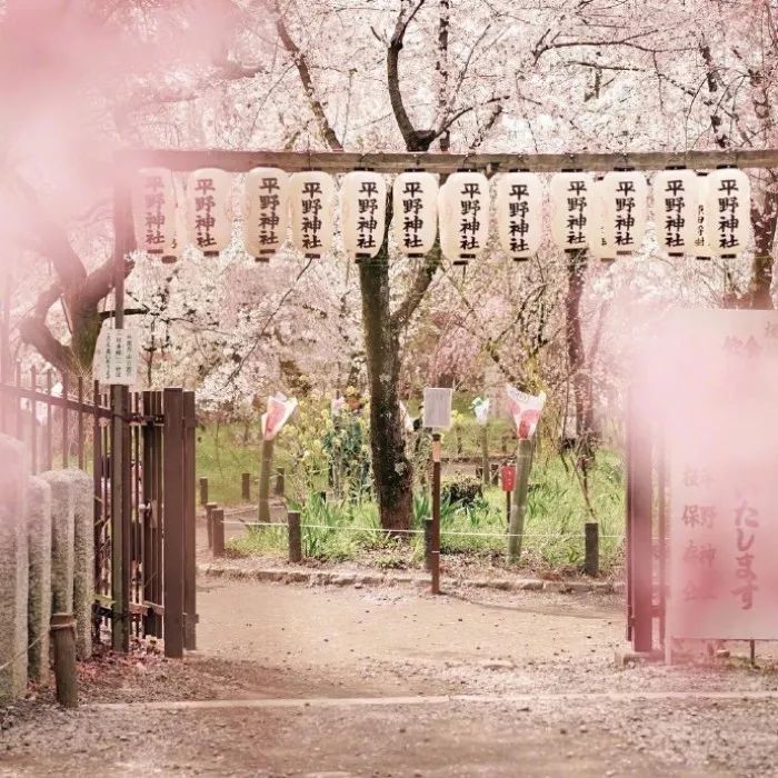 日本有关樱花的照片,日本最美樱花图