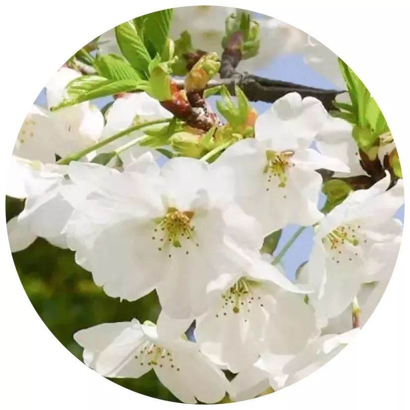 央视武汉樱花,央视新闻一起来看武汉樱花