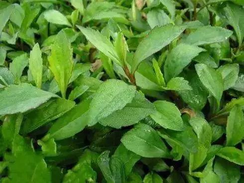 吃了街边买的“青菜”,一家三口急送医!这些菜清明常出没…