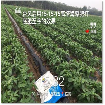 C位出道！嘉美好“藻精灵”正宗的海藻高塔复合肥，赶快报名免费尝鲜啦