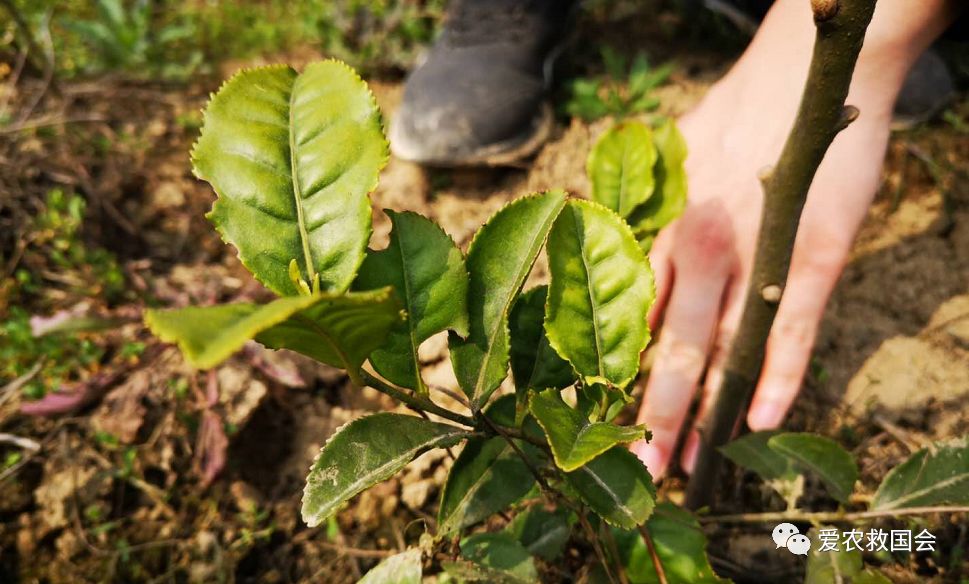 茶叶苗黄怎么办,茶苗有的变成黄的叶怎么办