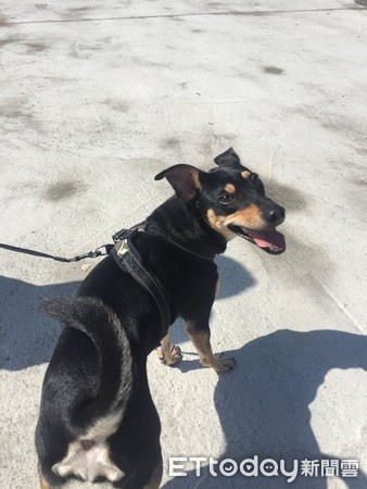 萌的小狗狗各种睡姿真奇葩,萌狗睡着了