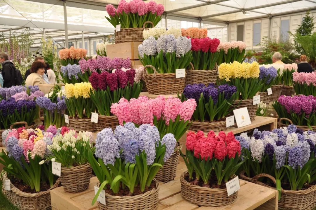 麻宁推荐|中国最时尚的未来花世界，拍照太出片了！