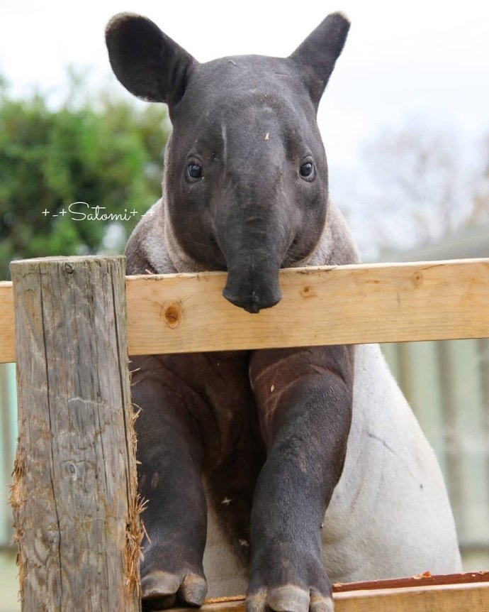 emoji吐舌头模仿挑战,emoji模仿挑战吐舌头