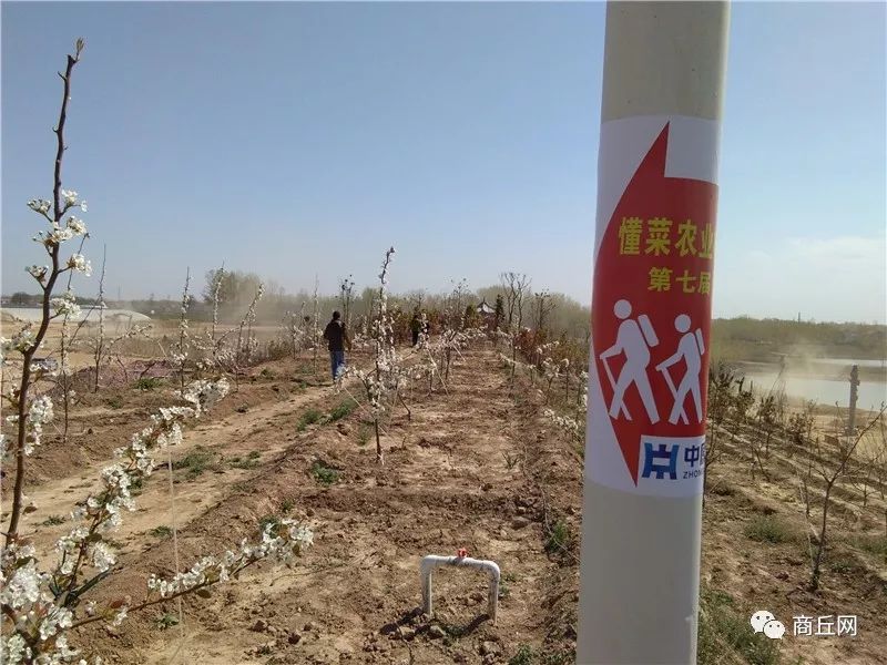 认准了！“懂菜农业”杯第七届黄河故道湿地花海徒步穿越路标已布置完成
