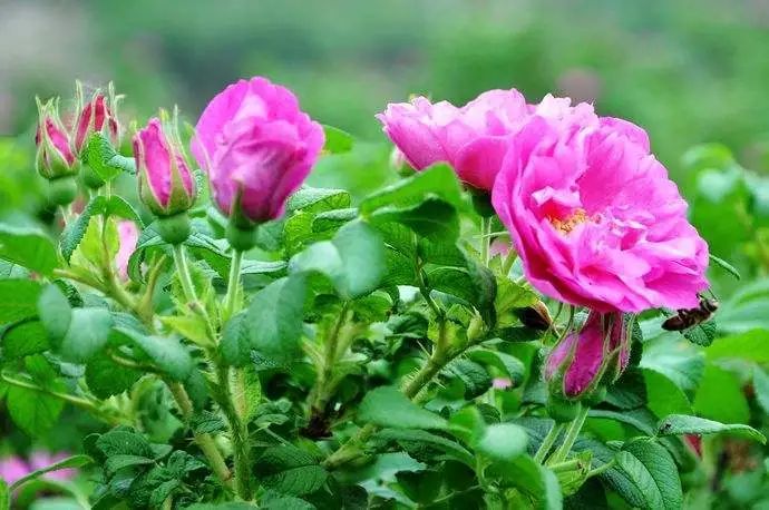 熬夜护肝养颜茶配方大全,熬夜养生茶喝出健康