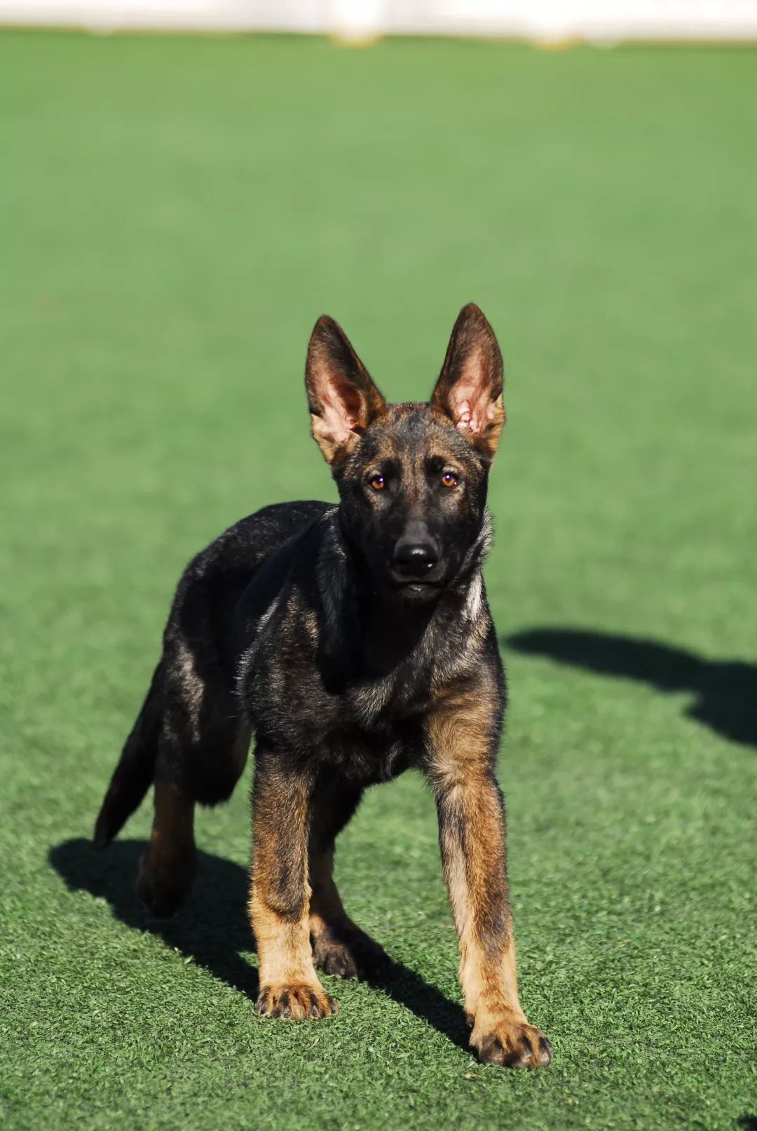 德国牧羊犬历史最重体型,世界上最顶级的德国牧羊犬