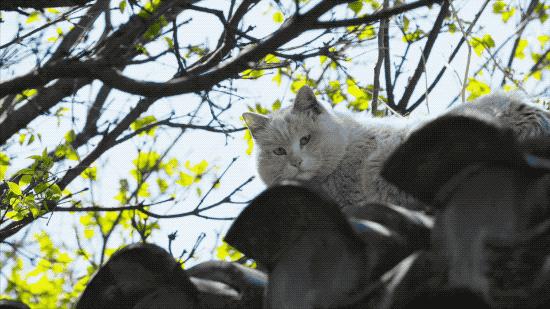 北京姑娘开民宿,北京姑娘开了家胡同民宿