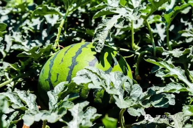 友好互推|攀枝花的吃货嗨起来!这11种水果将要排队上市啰!(内附时间及地点)