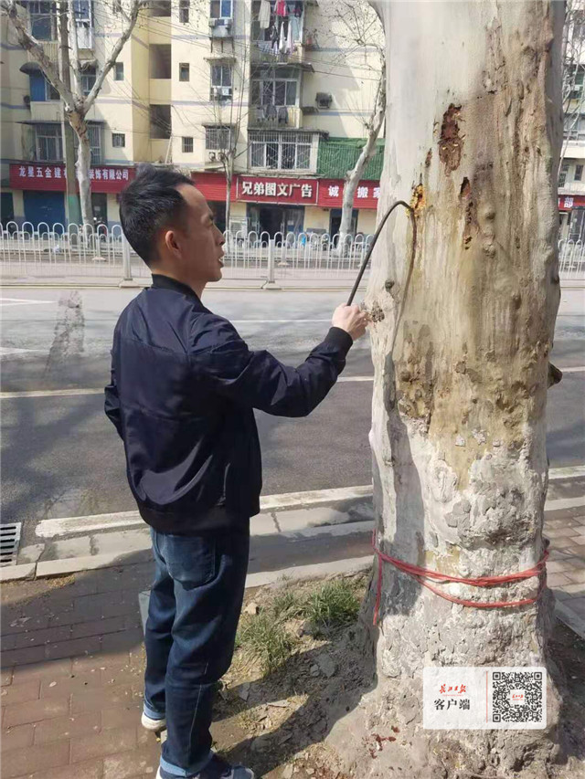 天牛幼虫玩“地道战”,武汉这些园林师傅组成的“捉虫特攻队”出动了