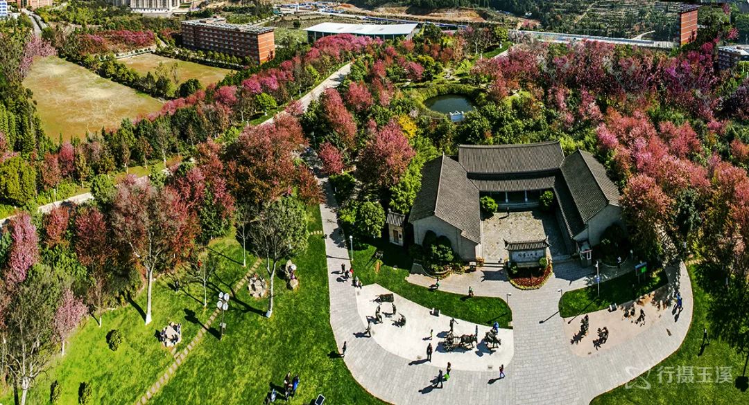 玉溪赏花游玩好地方推荐胜地,哇家玉溪