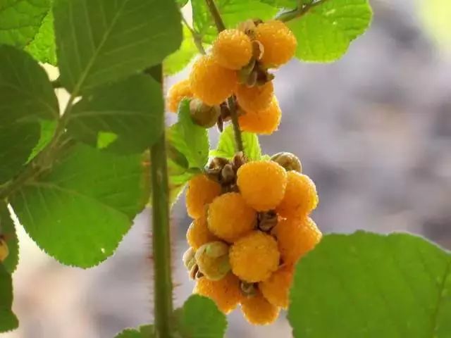 黄泡熟了，我在龙陵等你一起克摘黄泡！