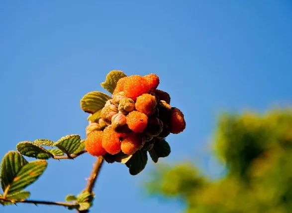 黄泡熟了，我在龙陵等你一起克摘黄泡！
