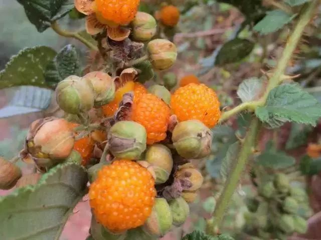 黄泡熟了，我在龙陵等你一起克摘黄泡！