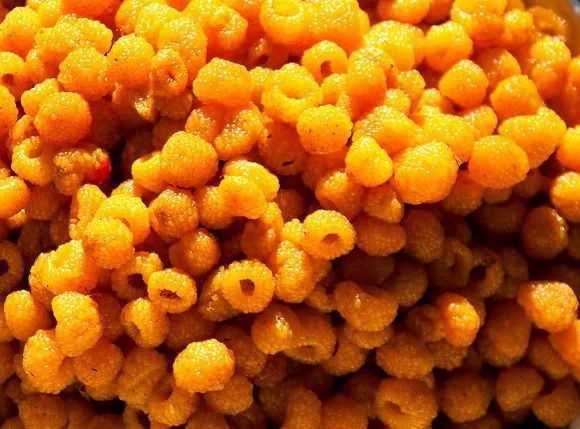 黄泡熟了，我在龙陵等你一起克摘黄泡！