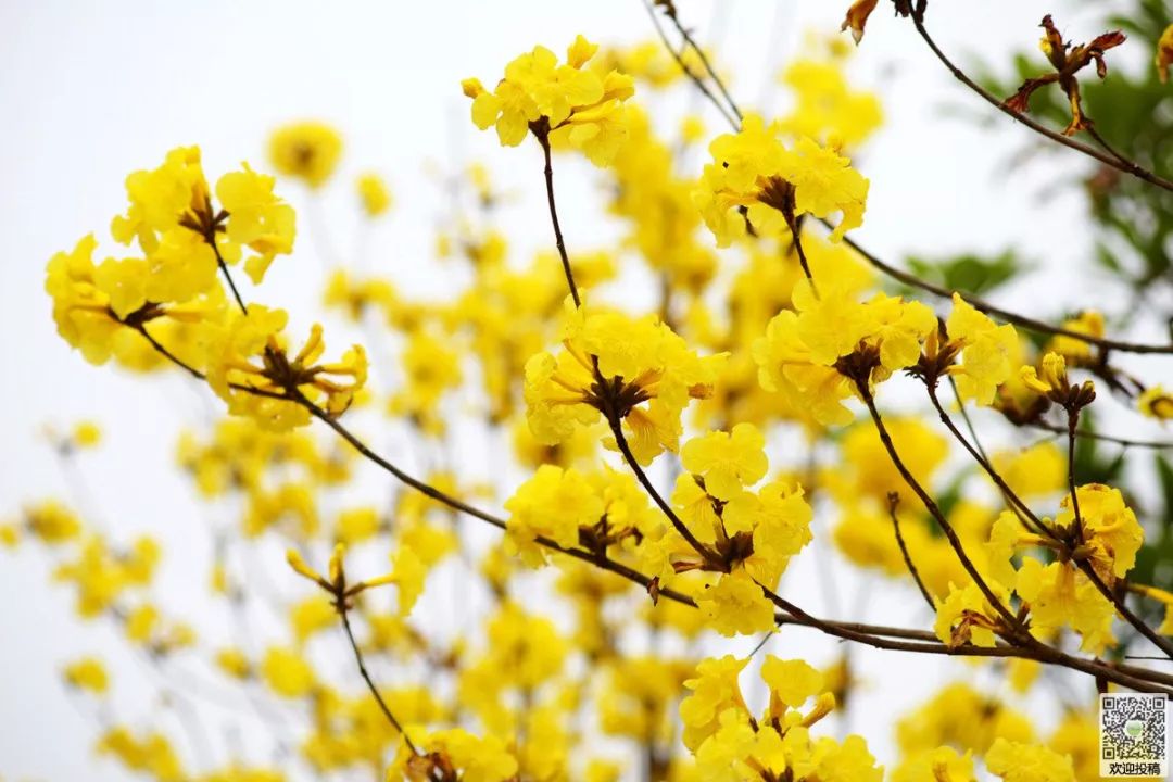 诏安小云水谣,诏安旅游团云水谣景区