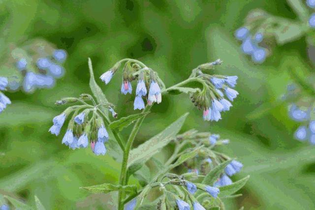 蚊子驱蚊驱虫,杀虫剂对蚊子有效又安全