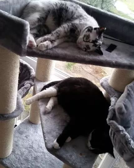 猫咪10种常见病图片,猫咪得了怪病咳嗽不止