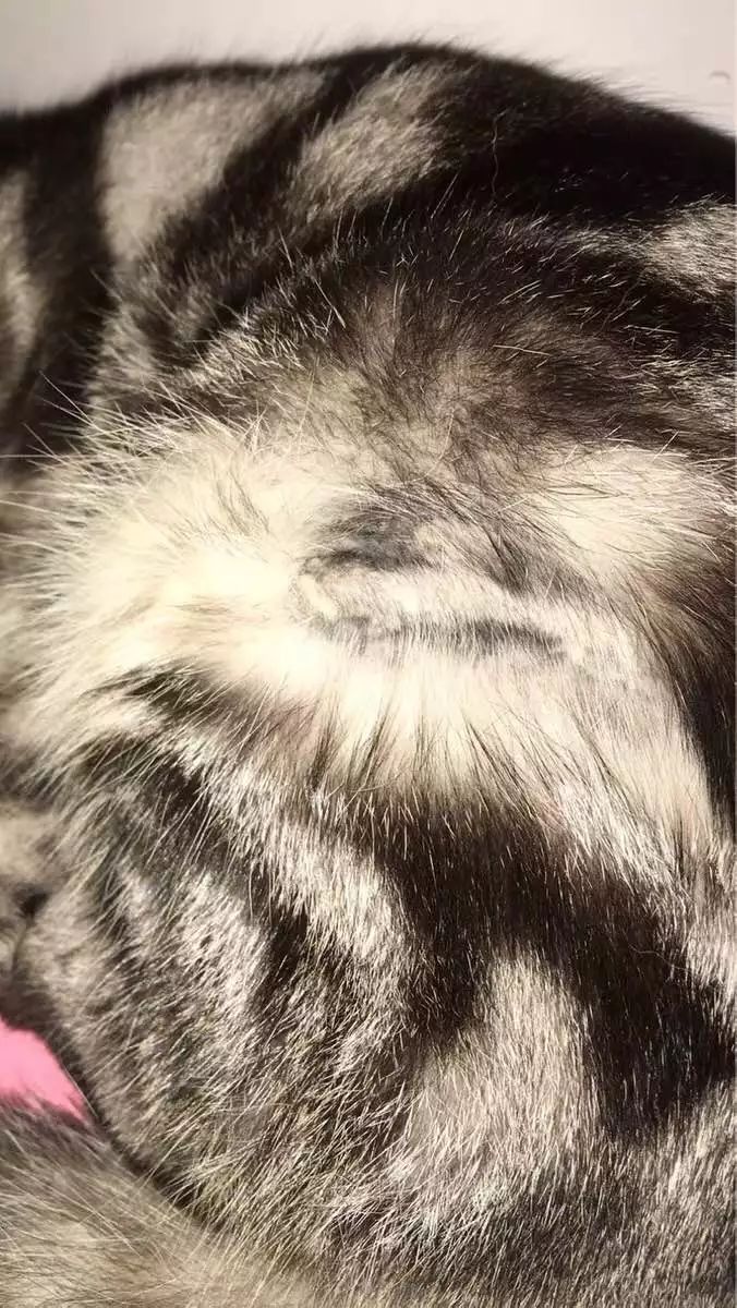 猫咪10种常见病图片,猫咪得了怪病咳嗽不止