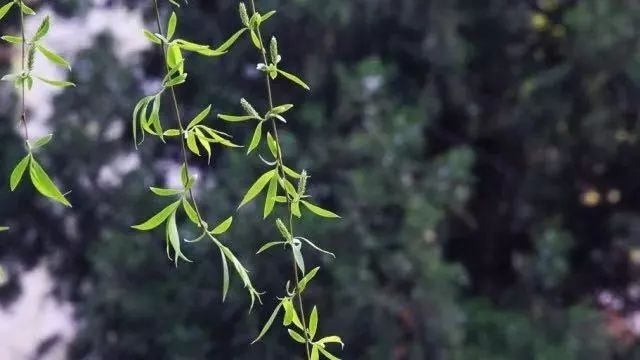 杨花在古诗中的深意,杨花和柳花有什么区别