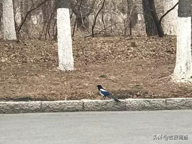 长春南湖宾馆最好的房间,长春南湖宾馆攻略