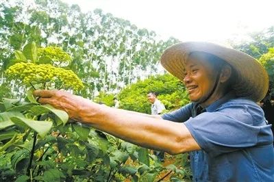 生态经济培育全面推进绿色发展,生态文明建设引领绿色发展