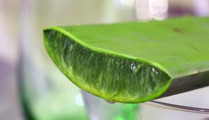 芦荟胶祛痘补水晒后修复,零添加无危害芦荟胶补水推荐