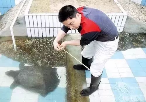 中国唯一一只斑鳖,全世界的斑鳖灭绝了吗