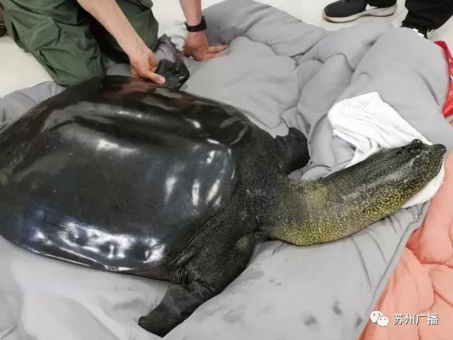 全球最孤寂的神兽,最孤独的三只神兽