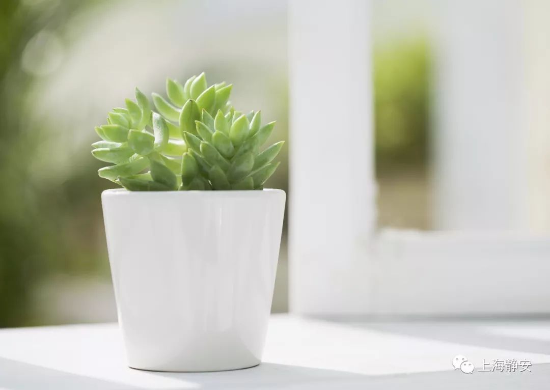 过期药片可以在花盆里养吗,过期的药片丢在花盆里花都长疯了