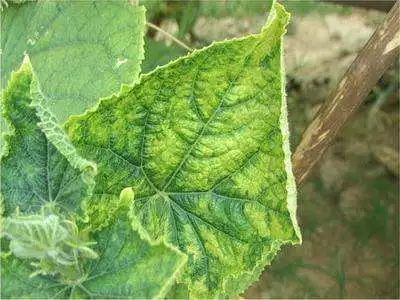 真菌细菌病毒辨别小技巧,快速识别病毒和细菌方法