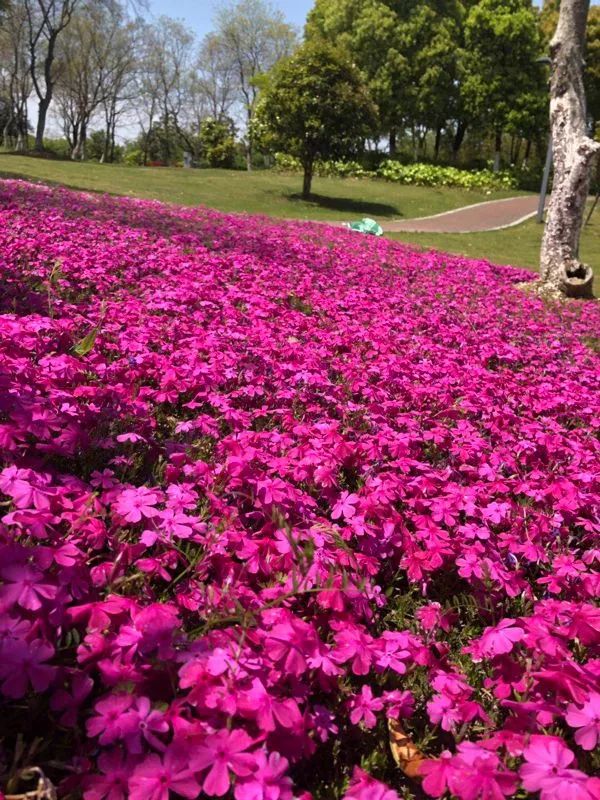 【早安·芜湖】中山南路的10多棵大树为何被砍？