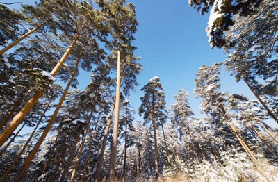 松树挺着铮铮的傲骨,松树在雪中傲然挺立