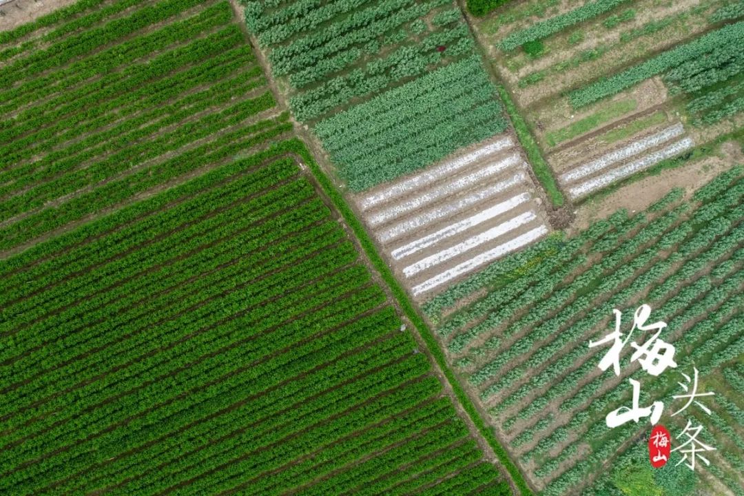 最美梅山,美丽南安梅山