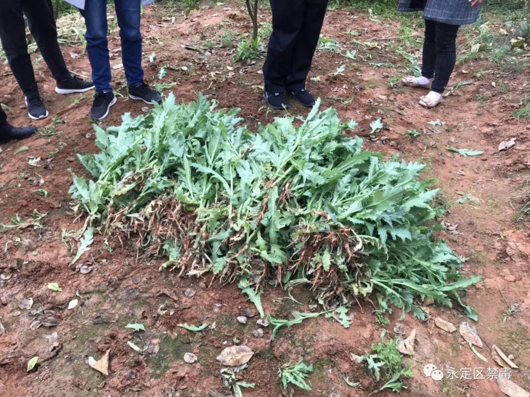 今日话题：奔驰销售服务有限公司道歉〡早安，张家界（348期）