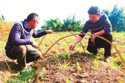 种植50亩白芨价值多少,白芨种植的收益2021年