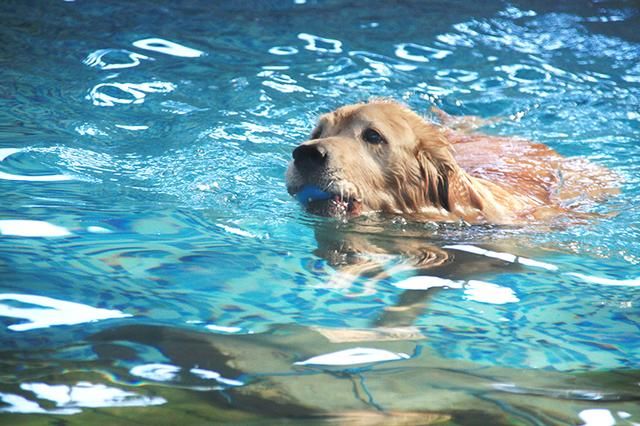 狗狗关于疾病的小知识,狗狗骨骼知识