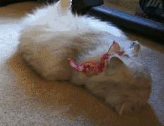 韩妆为什么会显得油腻,韩妆考验底子吗