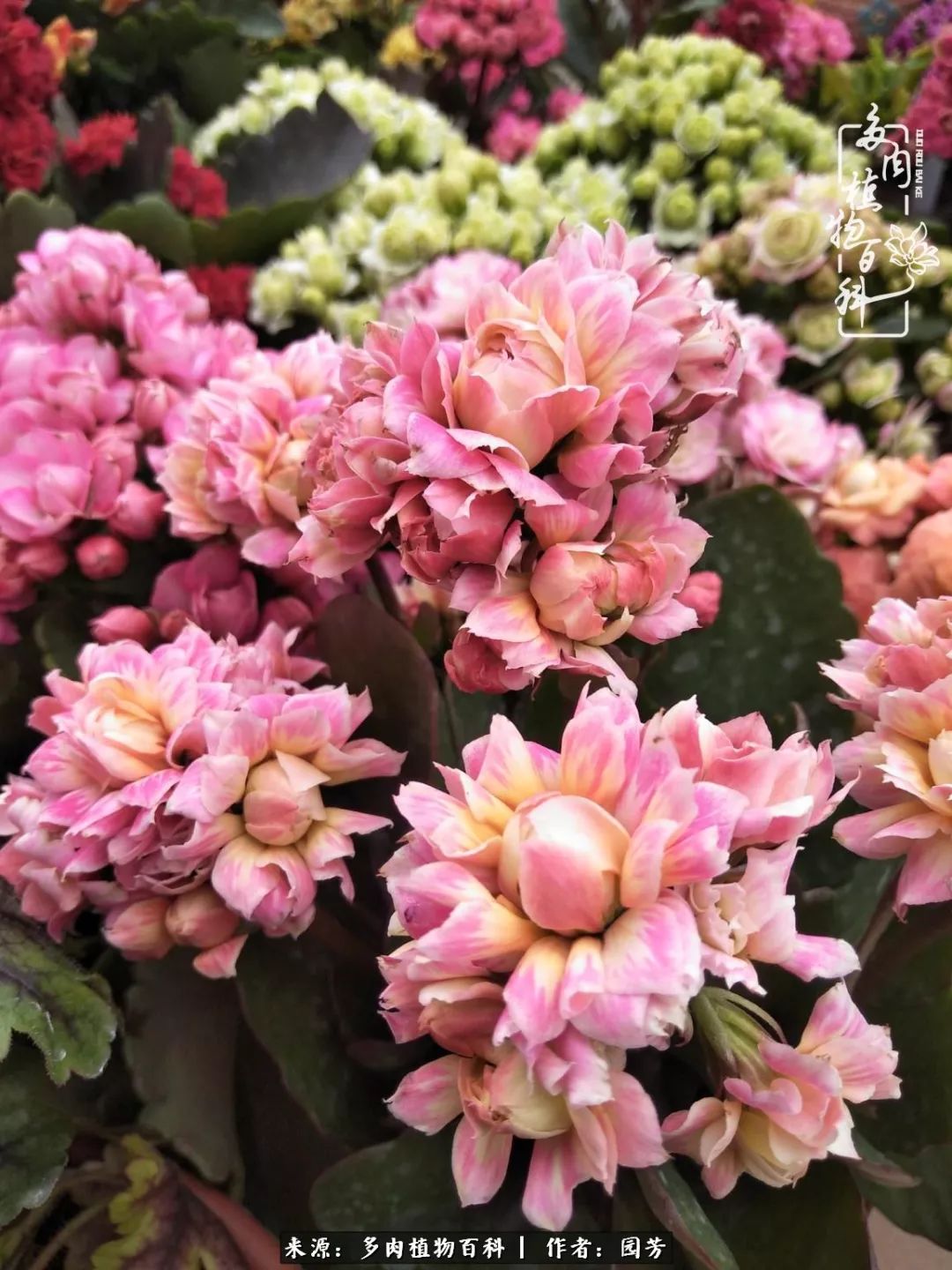 多肉开花最好看最好养前十名,多肉哪个品种开花最好看