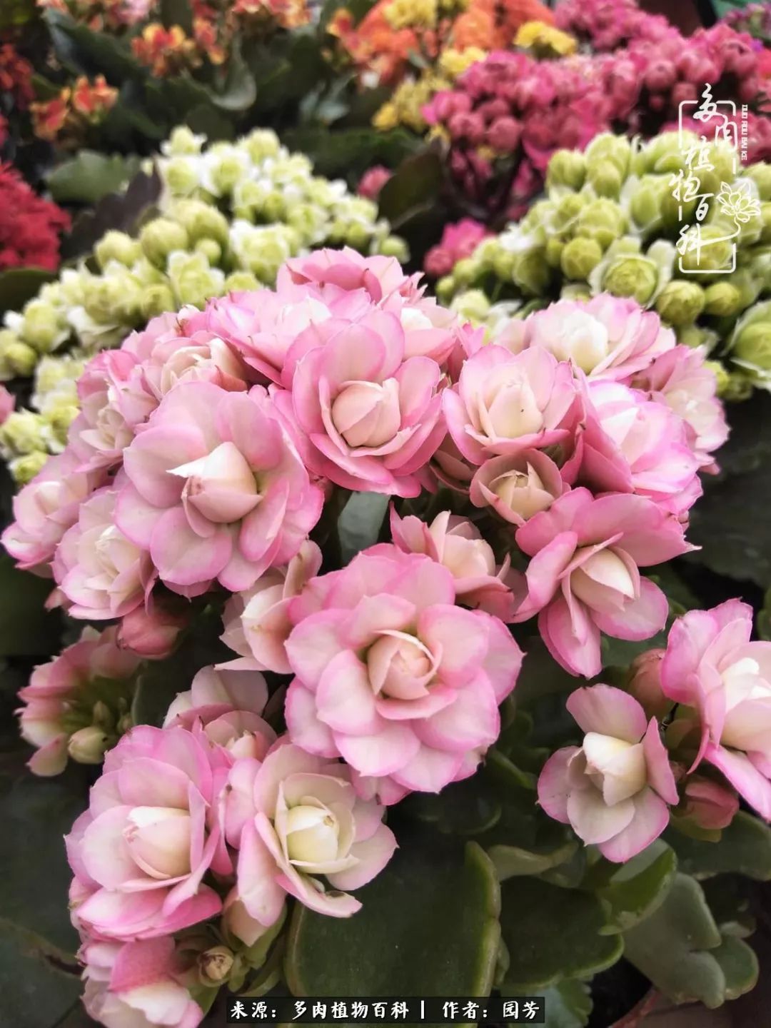 多肉开花最好看最好养前十名,多肉哪个品种开花最好看