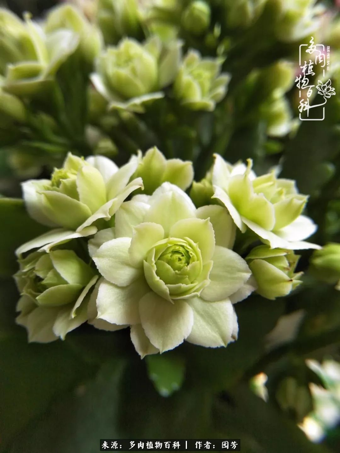 多肉开花最好看最好养前十名,多肉哪个品种开花最好看