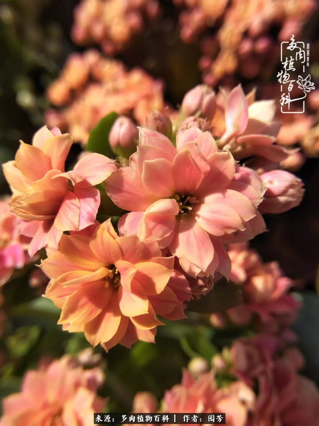 多肉开花最好看最好养前十名,多肉哪个品种开花最好看