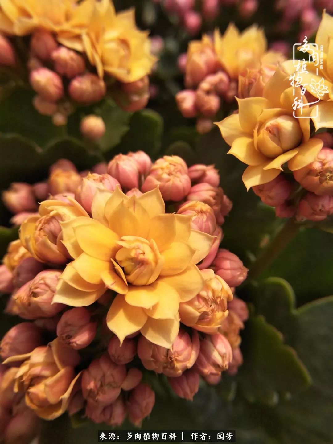 多肉开花最好看最好养前十名,多肉哪个品种开花最好看