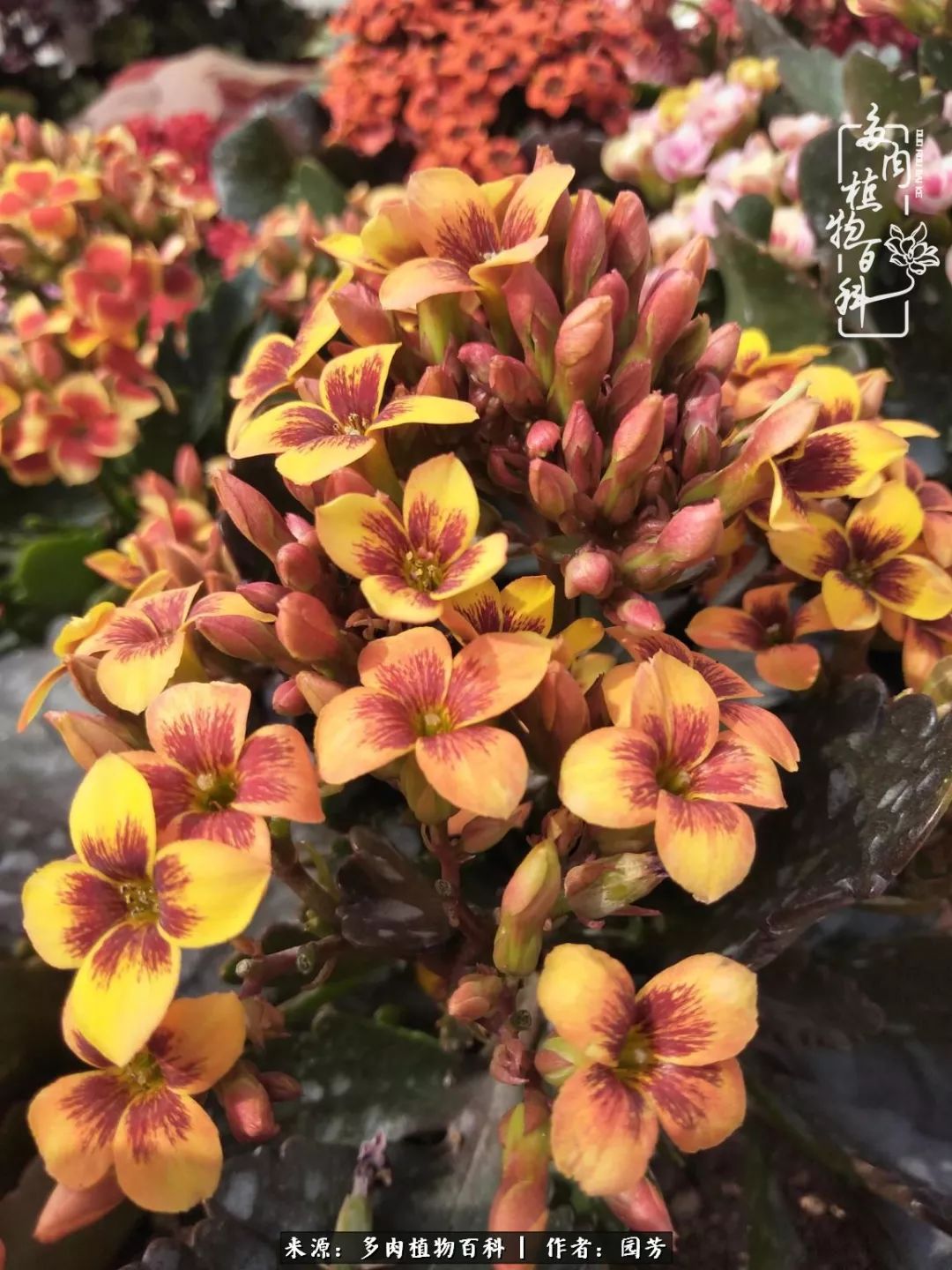 多肉开花最好看最好养前十名,多肉哪个品种开花最好看