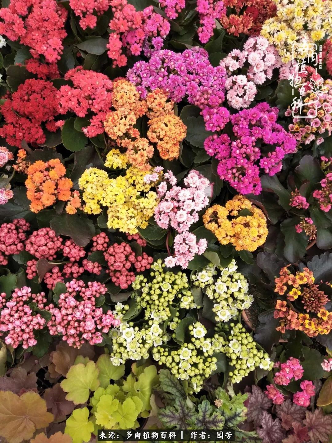 多肉开花最好看最好养前十名,多肉哪个品种开花最好看